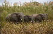 Elephants Lives Matter - Coexistence not conflict!