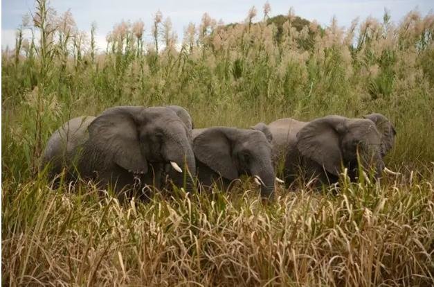 Elephants Lives Matter - Coexistence not conflict!