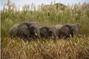 Elephants Lives Matter - Coexistence not conflict!