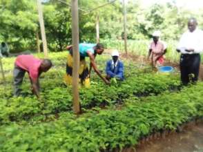 Tending tree seedlings in agro forestry training