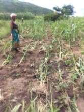 Roseby in her destroyed field