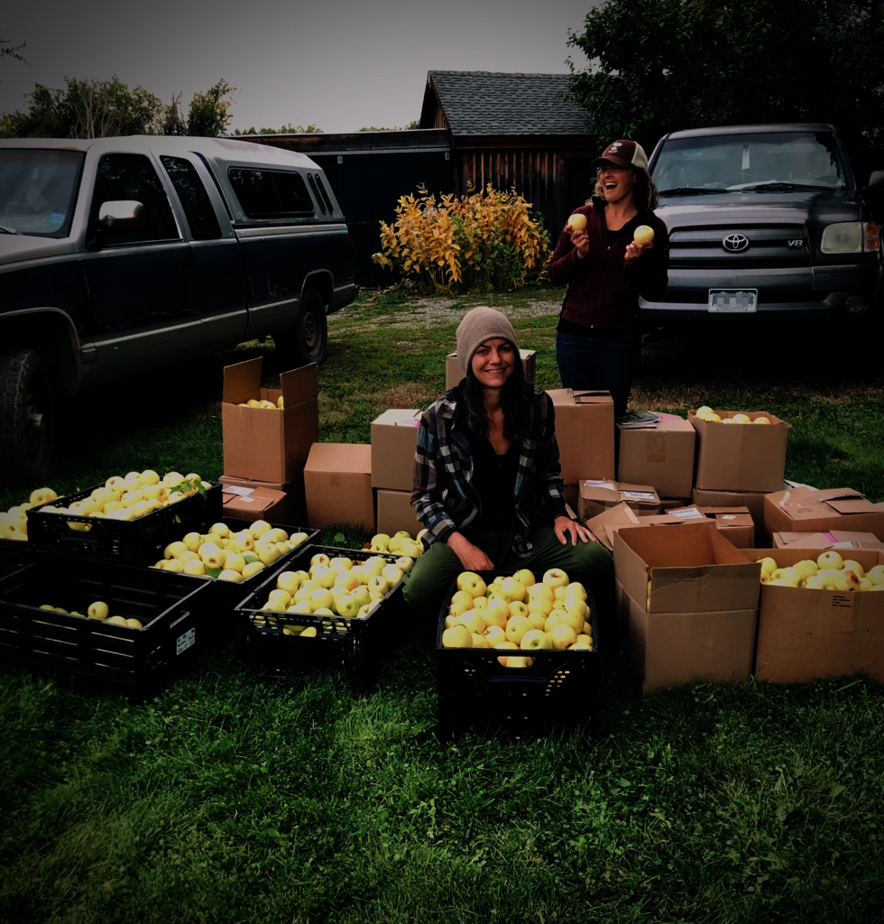 Help Us Glean More Produce for Hunger Relief in CO