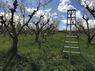 Help Us Glean More Produce for Hunger Relief in CO
