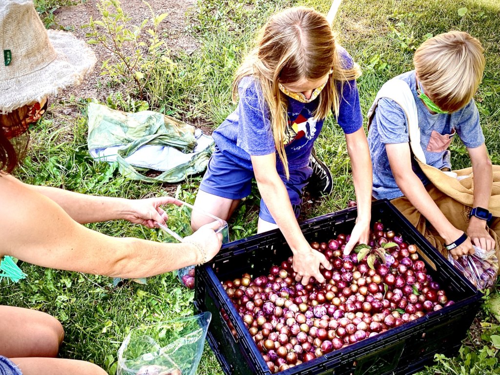 Help Us Glean More Produce for Hunger Relief in CO
