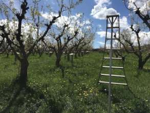 Orchard Ladder
