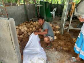 Gathering organic coconut