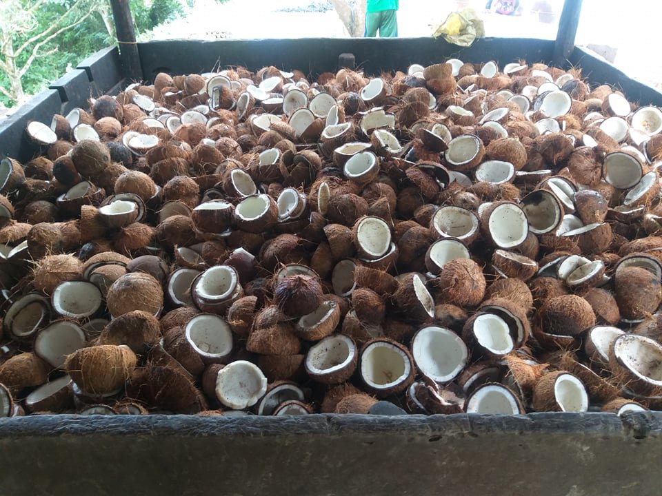 Support 1000 Philippine Coconut Farmers