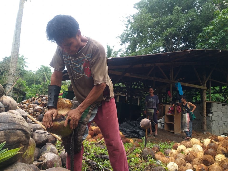 Support 1000 Philippine Coconut Farmers
