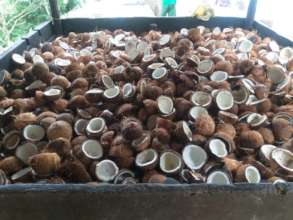 Processing coconuts