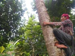 Haresting coconuts