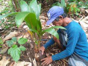 Planting coconut