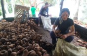 Support 1000 Philippine Coconut Farmers
