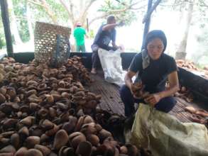 Support 1000 Philippine Coconut Farmers