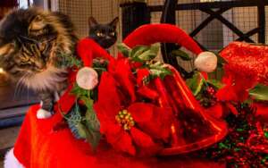 Purrfect Holiday Wishes 5