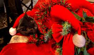 Purrfect Holiday Wishes 6