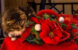 Purrfect Holiday Wishes 4