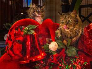 Purrfect Holiday Wishes 3