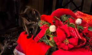 Purrfect Holiday Wishes 2