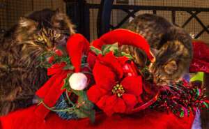 Purrfect Holiday Wishes