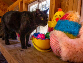 Bagira isn't sure about meeting the Easter Bunnny.