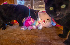 Carter loves exploring the decorations.