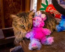 Garfield loves his bunny.