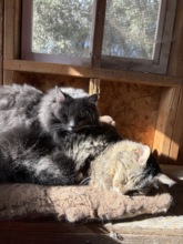 Moritz and Garfield