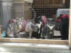 Momma and the girl kittens