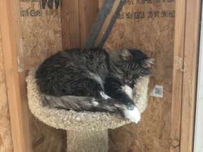 Nicki likes to take his naps on his throne