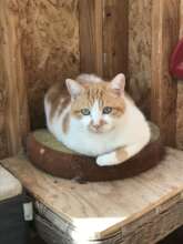 Dino always picks the best pillow for his naps.