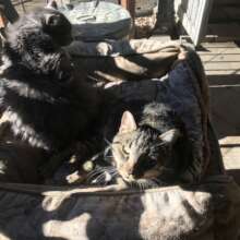 Pepe is good about sharing his sunny pillow