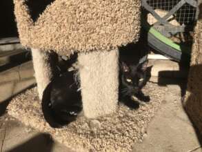 Black cats LOVE sunshine!