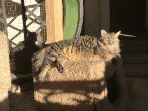 Garfield enjoying a sunny spot