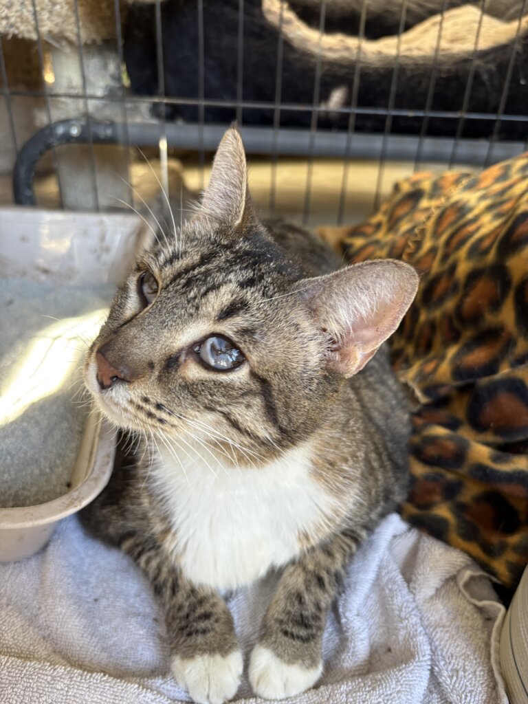 Kida on her first day in the cat house.
