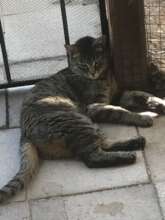 Target enjoys a shady spot for her nap.