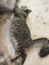 Garfield like cool air on his tummy for naps.