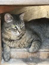 Bea's "cool" spot is the tunnel between two houses