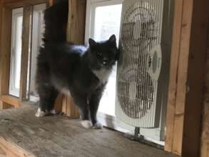 The cats LOVE their window fans.