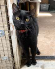 One of our blind black cats, Mulan.