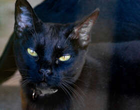 Truman Casting a Spell for Cooler Weather