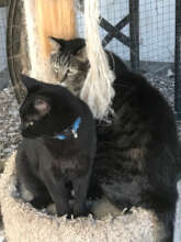 Goblin with his emotional support cat, Carter.