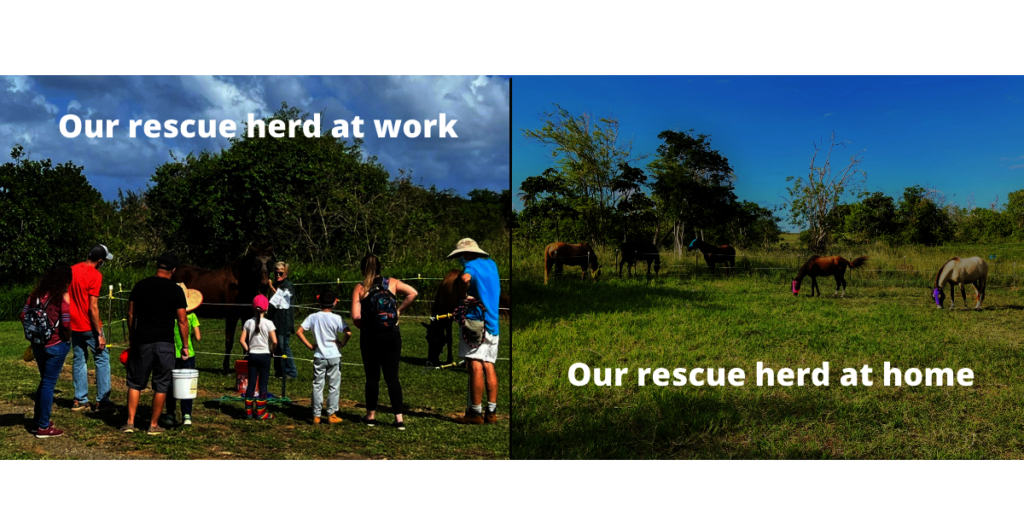 Support 5 Rescued Horses Who Help People in Need