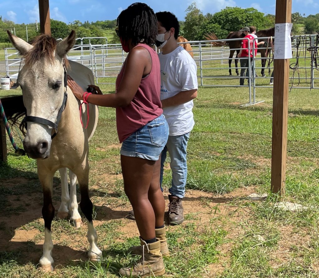 Support 5 Rescued Horses Who Help People in Need