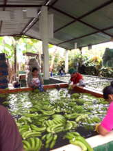 Family farmers in Peru washing their bananas