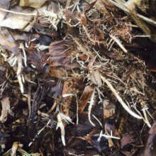 Molasses, leaves and stems are key ingredients