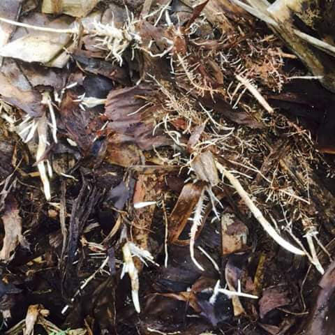 Organic banana composting in Peru & Ecuador