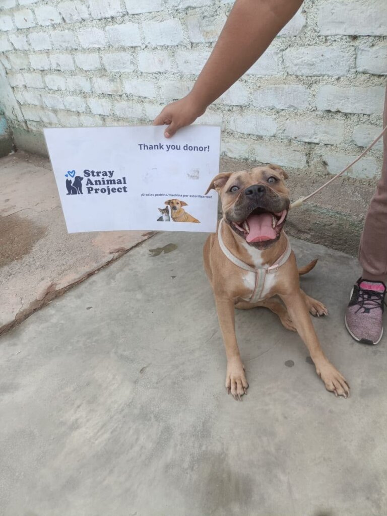 Help spay & neuter 2000 stray animals in Peru