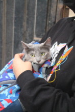 A beautiful kitty from one of the TNR campaigns