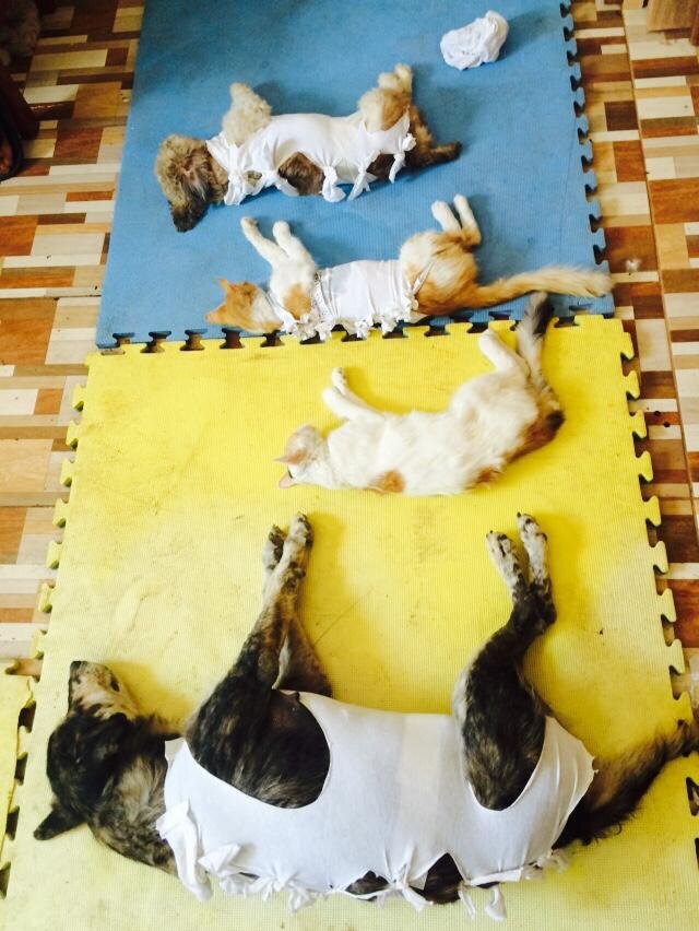 Help spay & neuter 2000 stray animals in Peru