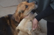 Help spay & neuter 2000 stray animals in Peru